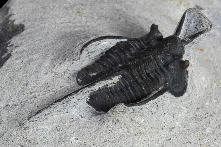 Bargain, Devil Horned Cyphaspis Trilobite - Mrakib, Morocco #119636